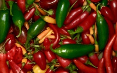 Quest for Perfect Peppers